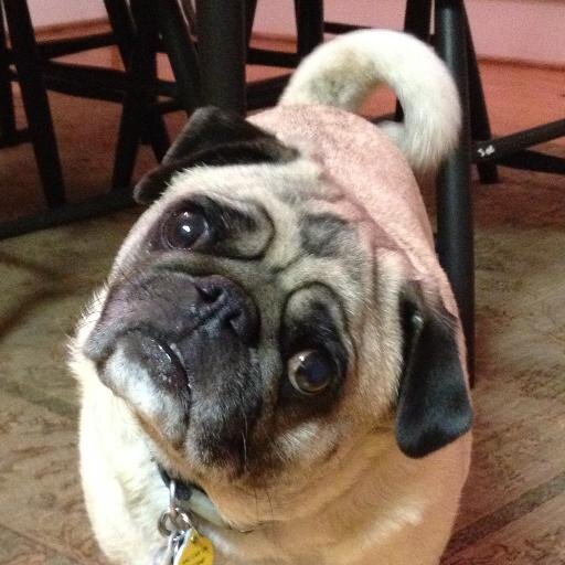 southernpugco's profile picture. Helping Rescues and Special Pugs in Need ~ It's A Pug's Life ~ Check out all our doggie tees in our Etsy shop ~