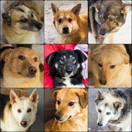 Benazir_golos's profile picture. Нужна помощь 11 собакам, спасенным от усыпления