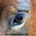 New Forest Life (@newforestlife1) Twitter profile photo New Forest Life (@newforestlife1) Twitter profile photo
