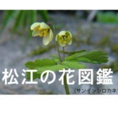 松江の花図鑑 N Yoshiyuki Twitter 松江の花図鑑 N Yoshiyuki Twitter