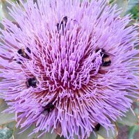 Amanda Yorwerth (@amandaey) 's Twitter Profile