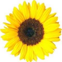 SunflowerTrails's profile picture. We help turn abandoned Kansas railroad beds into trails for recreational use.