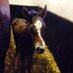 Crimbourne Bloodstock (@windsorhouselam) Twitter profile photo