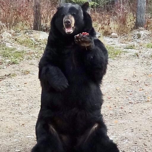 Supporting/Protecting our Troops, Retired Military, Learn about Bears!(Wife's 1st love) Support NABC/WRI  Love that Ted Bear! https://t.co/roOMgLCG6f