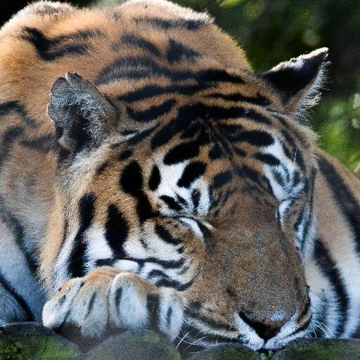 Raypyoo's profile picture. 