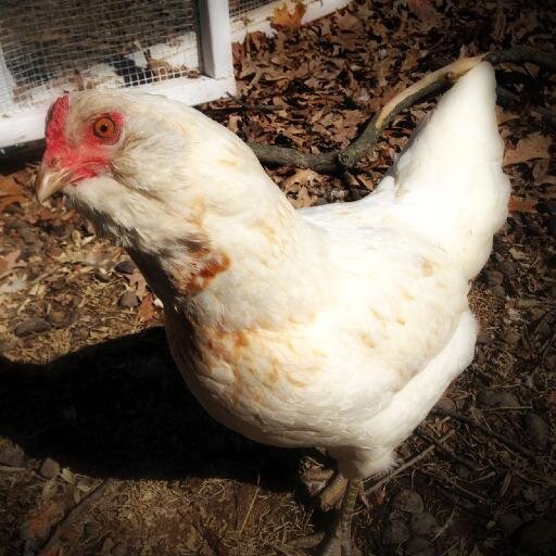 I'm a UX professional and a chicken. I don't tweet, I cluck. I came before the UX egg.