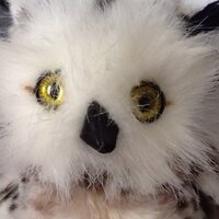 Agua Fria Counseling (@afhootieowl) 's Twitter Profile