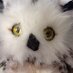 Agua Fria Counseling (@afhootieowl) Twitter profile photo Agua Fria Counseling (@afhootieowl) Twitter profile photo