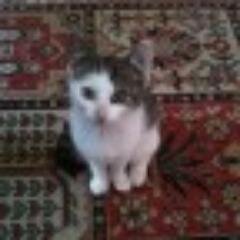 RayKenw's profile picture. 