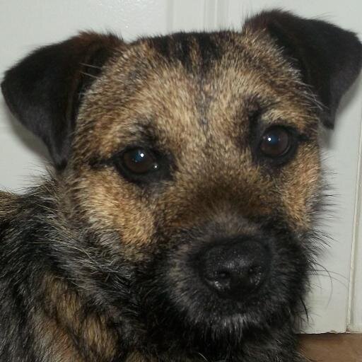 seal9751's profile picture. 