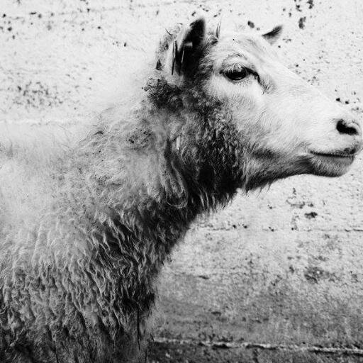 Organic Hops + Sheep = Mutton Hops