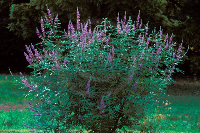 Natures Healing Herbs Nursery