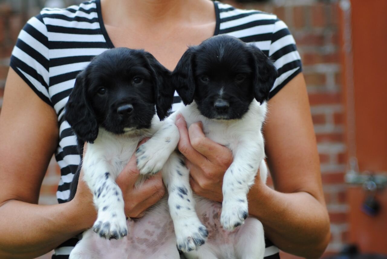 THEaleksjohnson's profile picture. i am a huge boxing fan, i love my gorgeous son rico and  my dogs daisy and builder #live everyday  as if its your last you never know what could happen tommorow