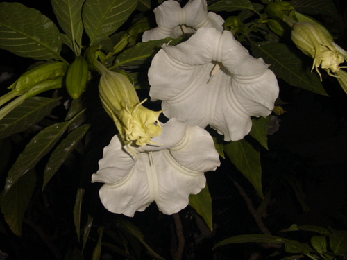 rashmigururaj's profile picture. 