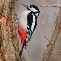 Bird Sightings (@wildlife_birds) 's Twitter Profile