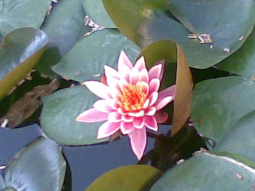 asmakauser's profile picture. My tweets will speak about myself!