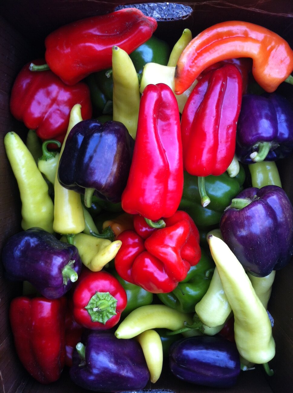 Traditional family farm bringing the HOTTEST produce to Puget Sound from the lower Yakima Valley.  300+ Varieties of Veggies, with 200+ varieties of Chiles!