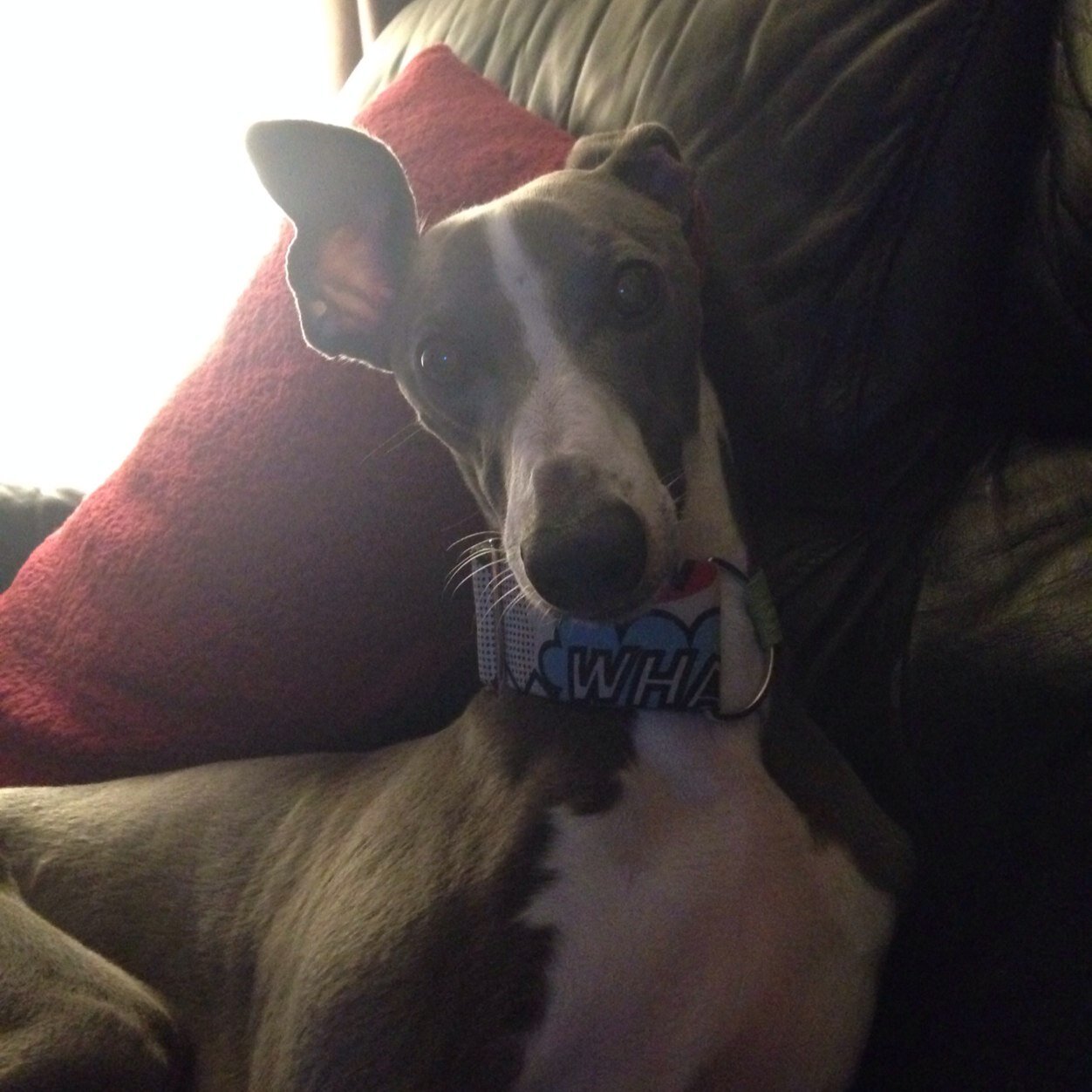 My name is Dexter, I was born on 6th January 2012, I'm a Whippet Puppy, I Sleepz, I Poopz, I Eatz, I Play & Sleepz again tah to my followers much love xxx