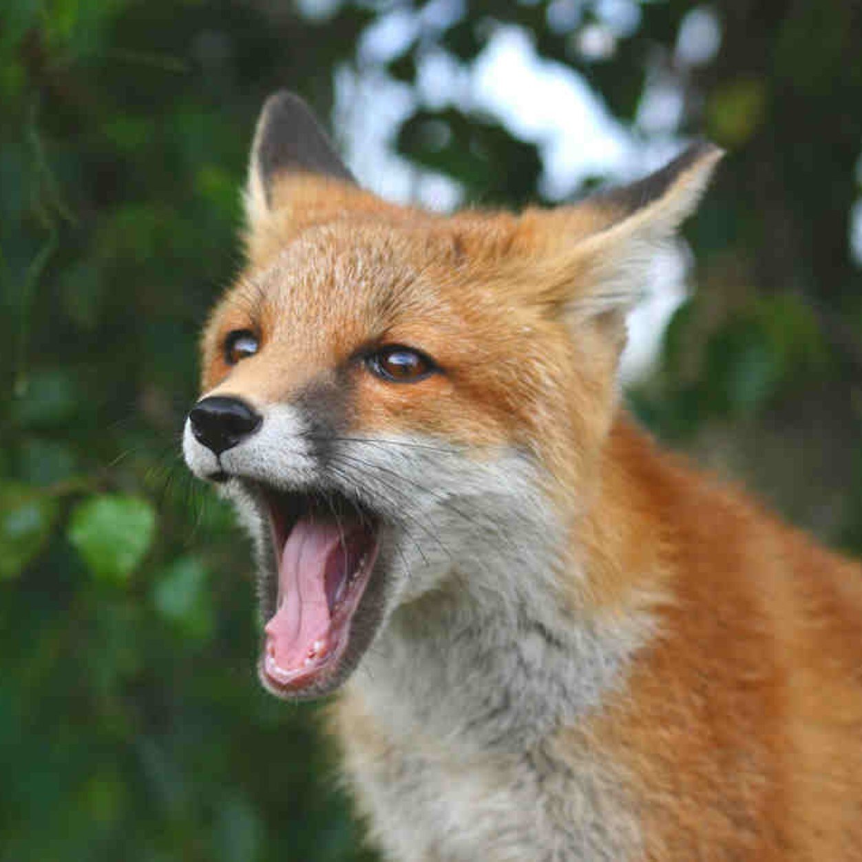 Bark. Bark. Bark. ((Translation: I'm just a Fox from a famous music video. That is all. #WhatDoesTheFoxSay))
