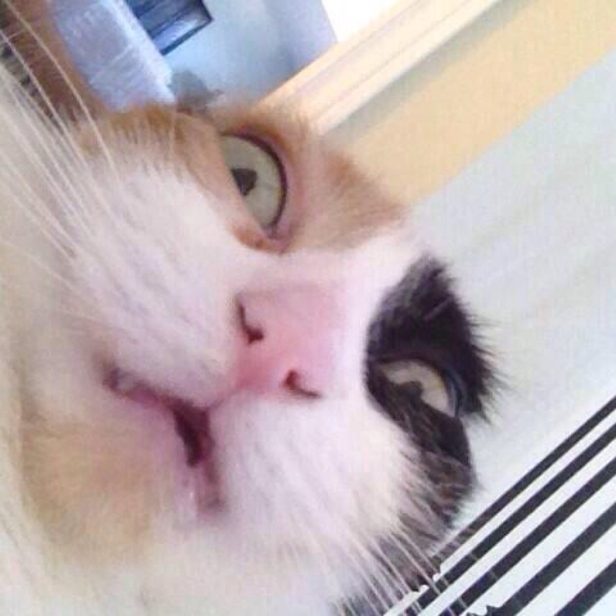 FatEquestrian's profile picture. 