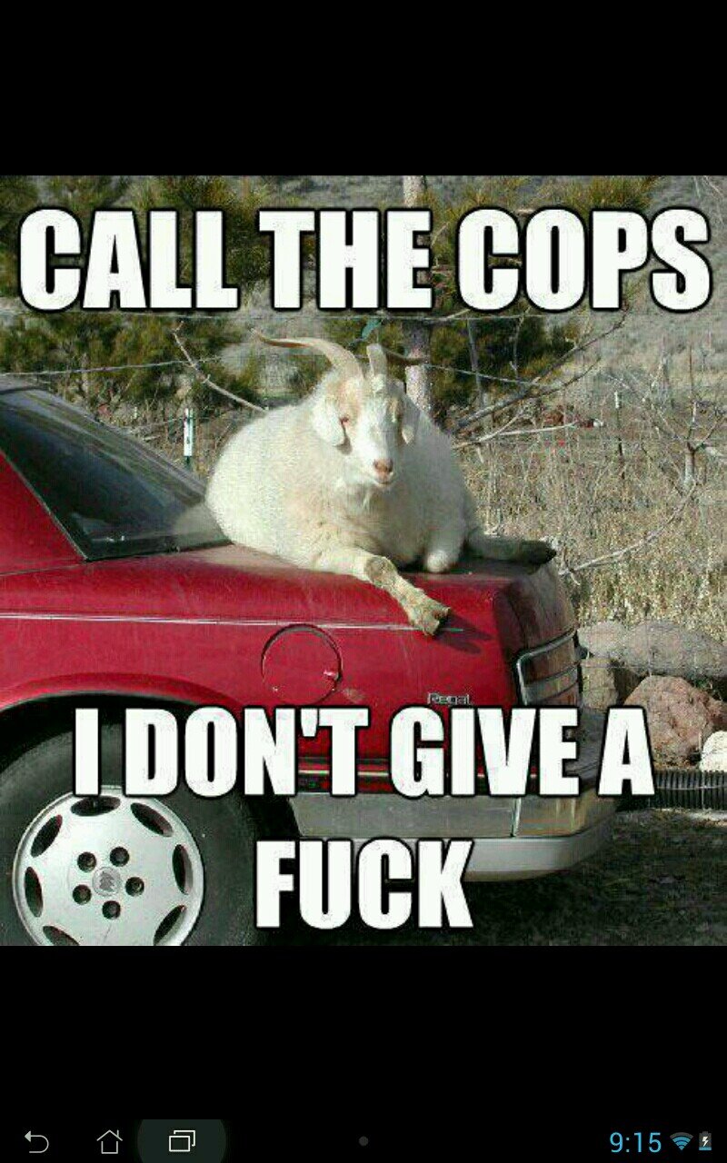 ZootedLemon's profile picture. fucks aren't known.