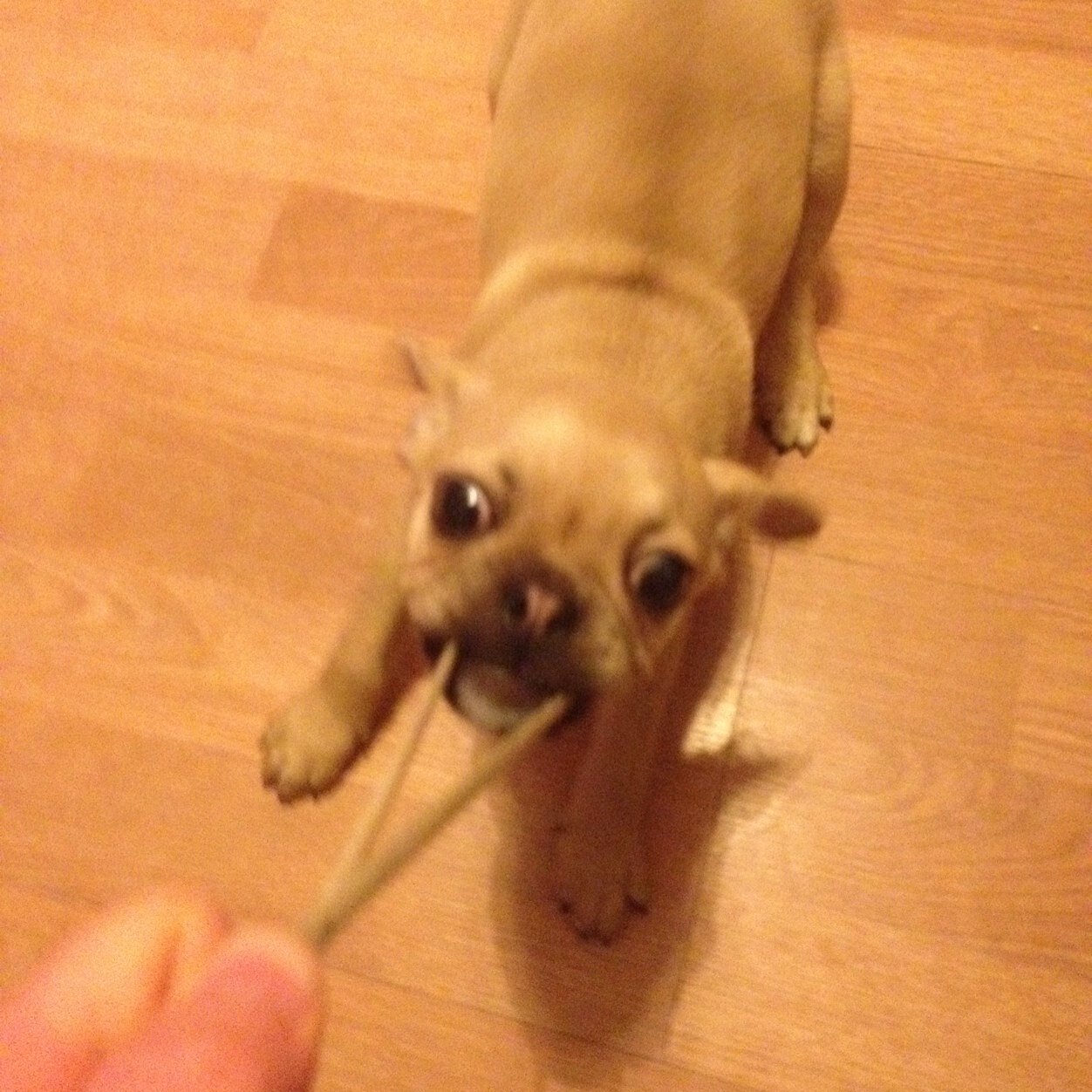 MjMorgan96's profile picture. 17 brum, live free