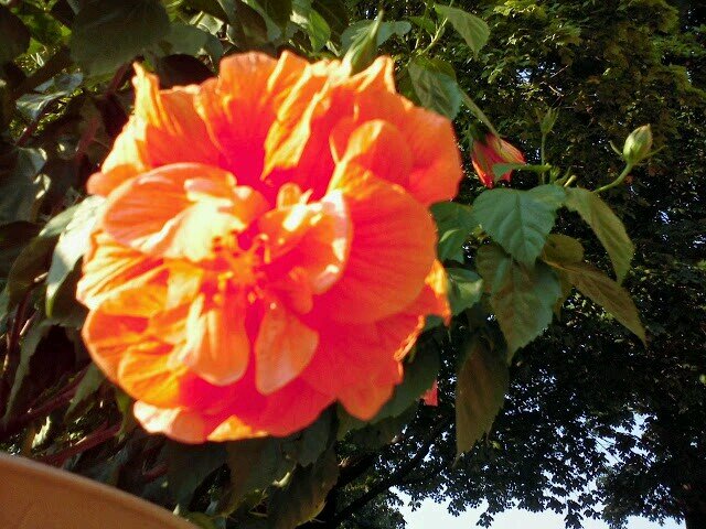 atvnutmay's profile picture. 