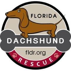 FLDoxieRescue's profile picture. We're a non-profit group whose mission is the rescue, rehabilitation and placement of rescued dachshunds into loving and permanent homes.