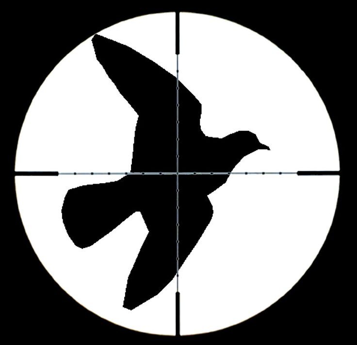@DamnPigeonMusic