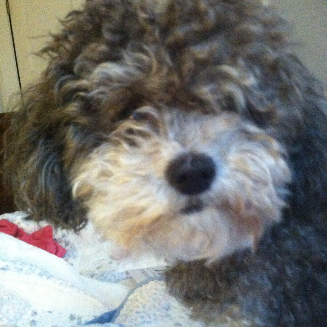 revcrp's profile picture. quirky, would-be contemplative, senior citizen LOVES growing things, dogs, mountains, the sea WORKING for children's physical and spiritual well-being