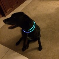Teri PhD RN (@terikozik) 's Twitter Profile Photo
