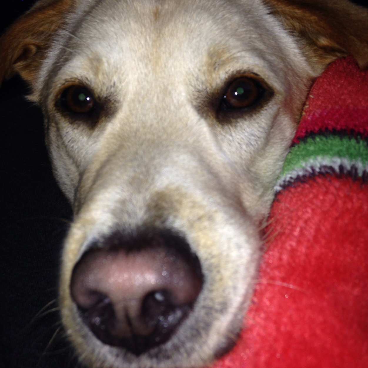 todgel70's profile picture. 