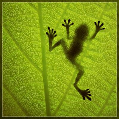 クレネコは月下の桜に抱擁される幻想をするのプロフィール写真