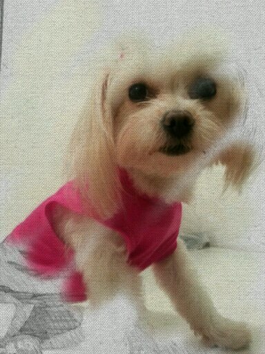 Proveemos la informacion de mascotas perdidas en el Area De Van nuys ca, Para que Las mascotas Regresen con Sus Duenos.
facebook:happy dogs san fernando