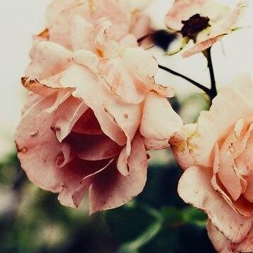 pretty pictures