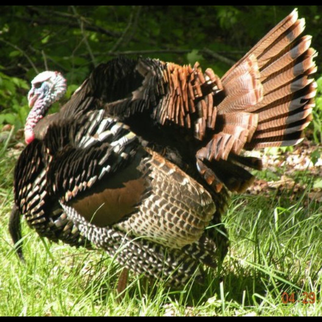Here to help with all things hunting and fishing. I am an avaid turkey hunter. Growing up hunting the stubborn hard wood,creek, & bottom raised eastern.