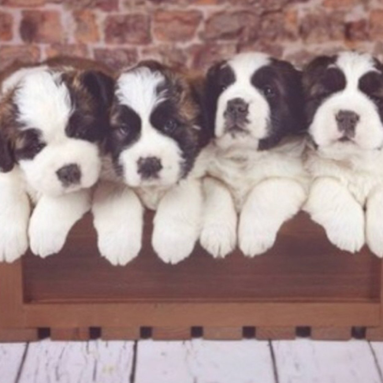 From the Instagram feed A_Place_for_Saints, featuring Saints for fans and family of St. Bernards! Find us on Facebook, IG and Tumblr.