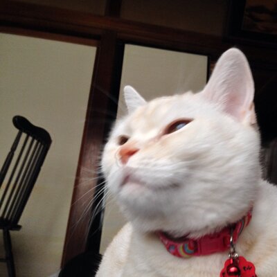 ペイ