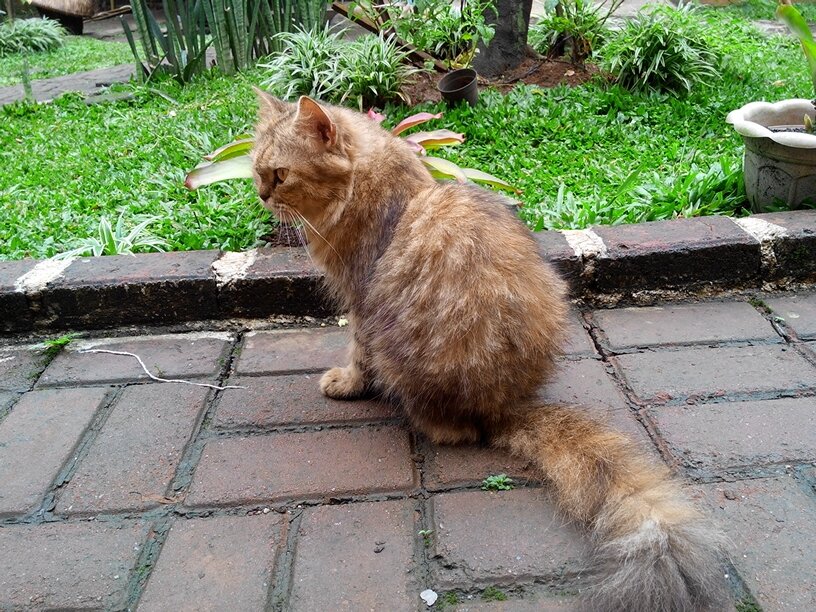 mellymiaw's profile picture. hi! Aku makhluk Tuhan paling sexy. Tapi ngga ada yg boleh sentuh aku sembarangan! ;3:*