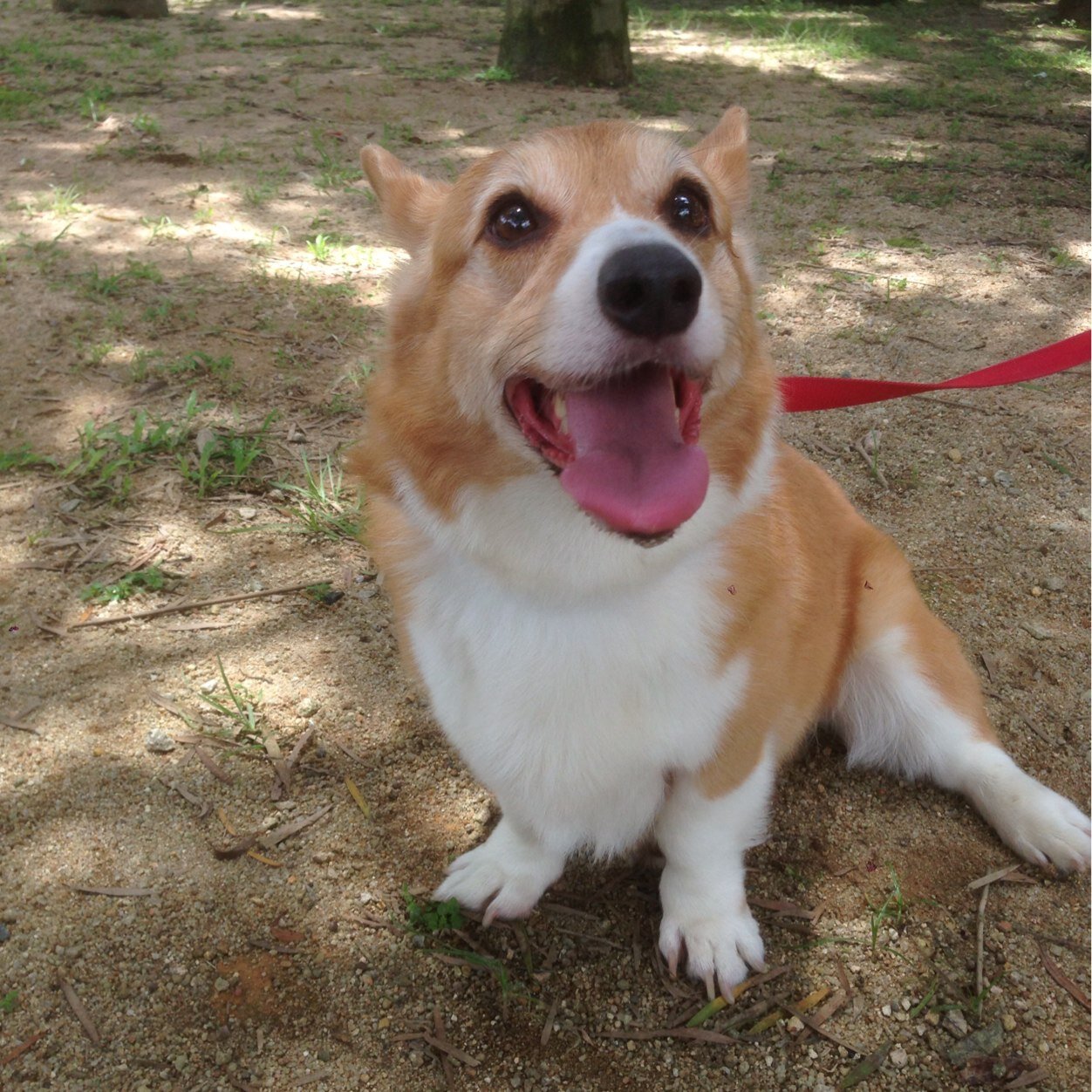 sik_hon's profile picture. 