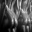 libertassud's profile image