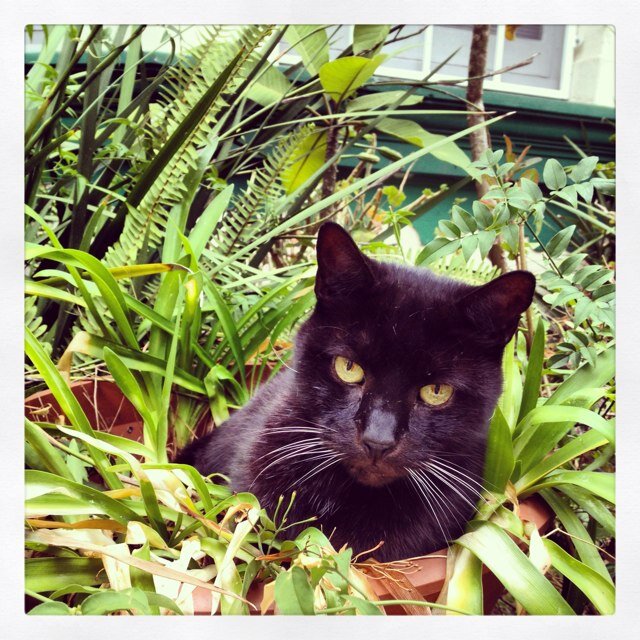 platipie's profile picture. 