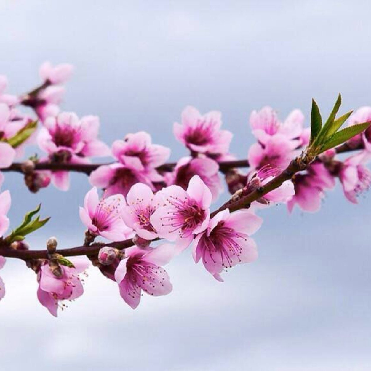 inanc_sema's profile picture. 