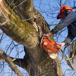 Professional tree care specialists operating in the Midlands UK
