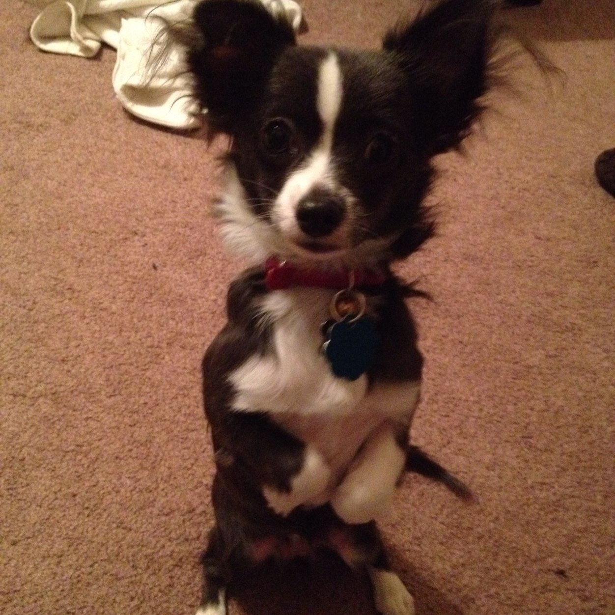 ZolaaaOlivia's profile picture. @caitlynfore is my momma! I'm the cutest chihuahua ever, mom told me so.