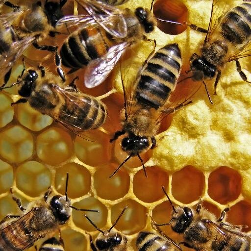 AzoulayKaren's profile picture. Les ruches de l'Avesnois Production de miel de qualité