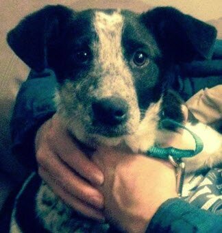 SaveOurSheila's profile picture. David & Terry Osborn. This Twitter Account is to help our Australian Cattle Dog, Sheila. She has histoplasmosis. Art sizes: 4x6:$25 5x7:$40 8x10:$60