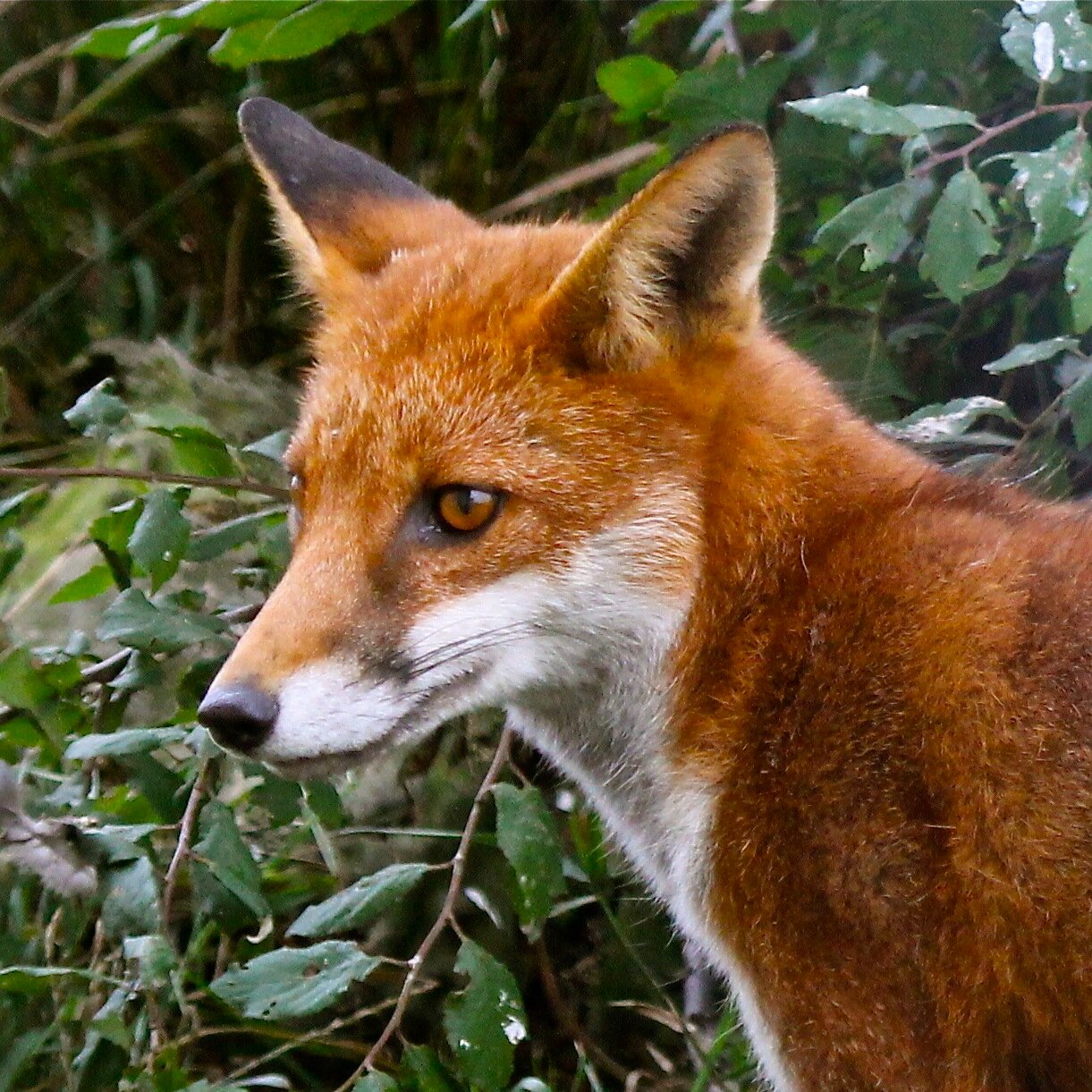 Ecologist, @CEGDurham @DurBiol. Editor, Wildlife Research (@CSIROPublishing). Director, @IapetusDTP. Tweets on #ecology, #science & #environment. Views my own.