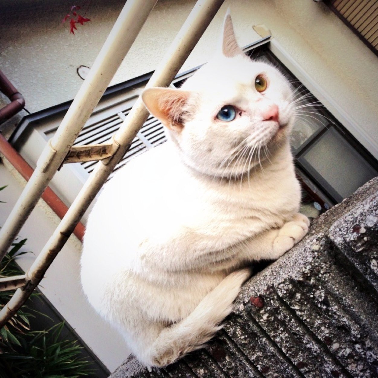 最近、狂気太郎さんのファンになり、よくわからないまま、まとめページを以下略。狂太信者増殖計画のアドバイス随時募集中です。気軽にお声をおかゲバッ。たまに不穏なことを呟きますが、狂気さんに影響を受けて始めた、小説というにはおこがましい創作です。