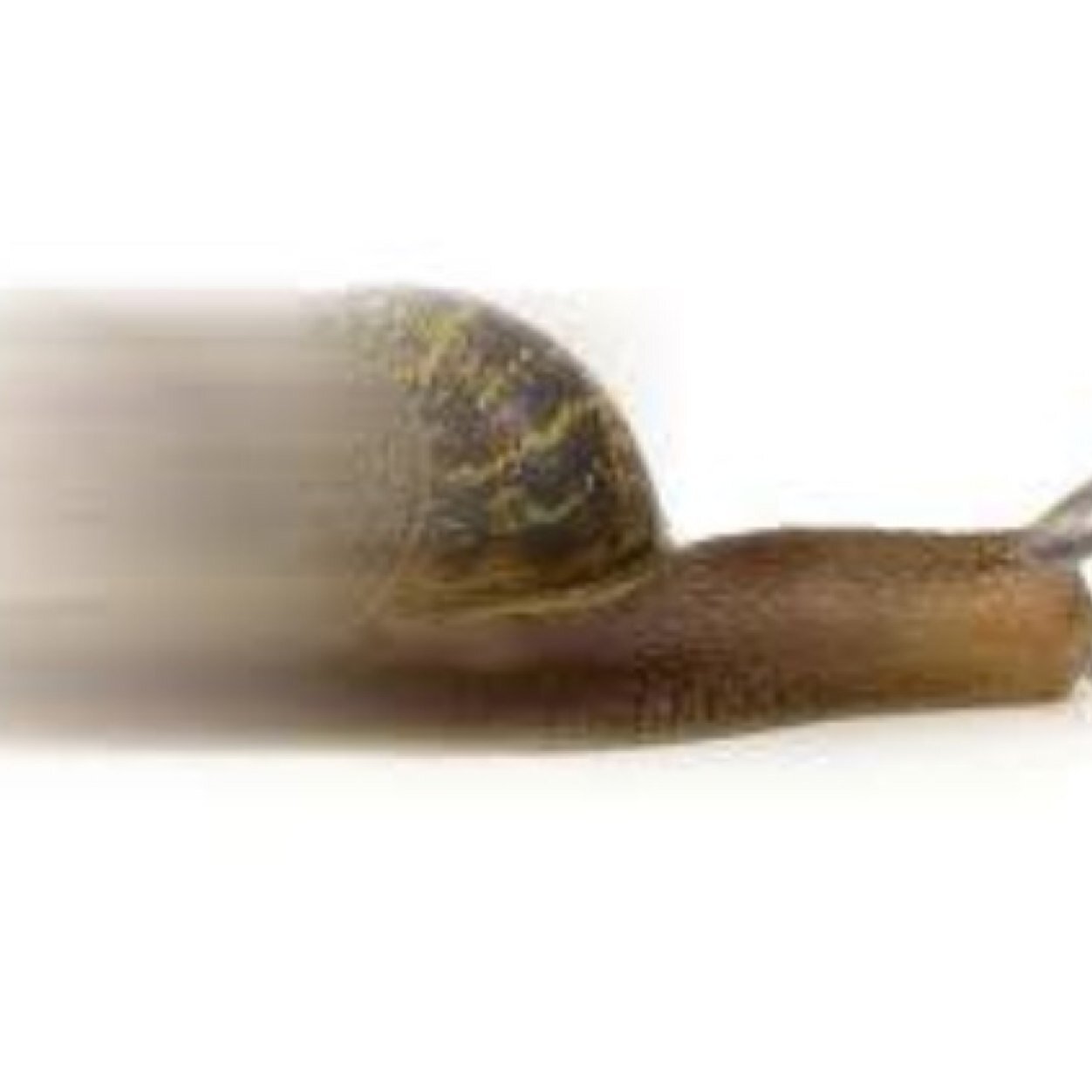 FastLucyNoPants's profile picture. 